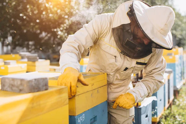 Portrait Happy Male Beekeeper Working Apiary Beehives Bees Collect Honey — Stock Photo, Image