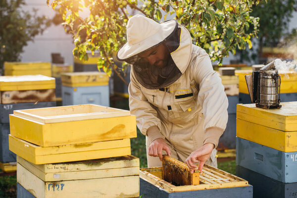 The beekeeper holds a honey cell with bees in his hands. Apiculture. Apiary. Working bees on honey comb. Honeycomb with honey and bees close-up.
