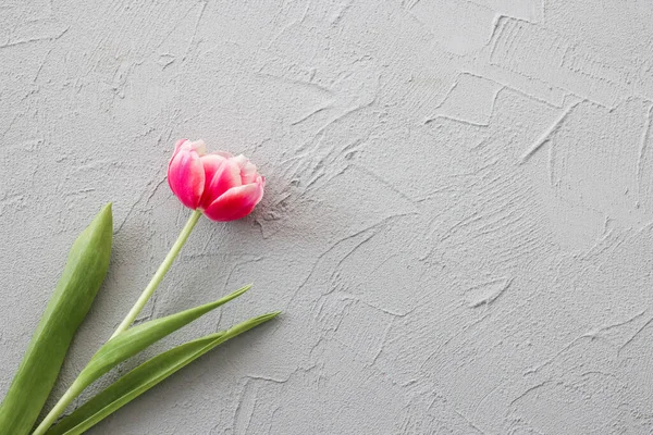 Μια Ροζ Τουλίπα Ένα Κομψό Γκρι Φόντο Πέτρα Ημέρα Μητέρας — Φωτογραφία Αρχείου