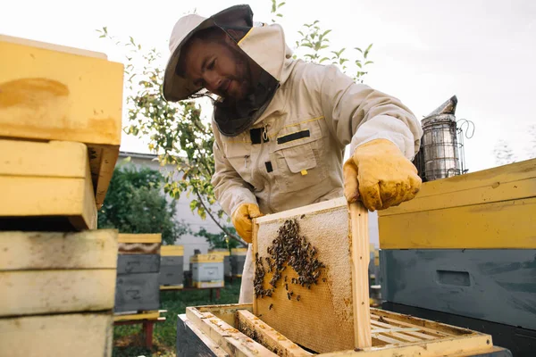 Beekeeper Holds Honey Cell Bees His Hands Apiculture Apiary Working — Stock Photo, Image