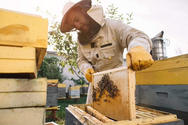 The beekeeper holds a honey cell with bees in his hands. Apiculture. Apiary. Working bees on honey comb. Honeycomb with honey and bees close-up.