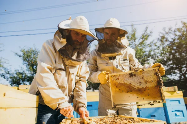 Δύο Μελισσοκόμοι Εργάζονται Κηρήθρα Γεμάτη Μέλισσες Προστατευτική Στολή Που Εργάζεται — Φωτογραφία Αρχείου