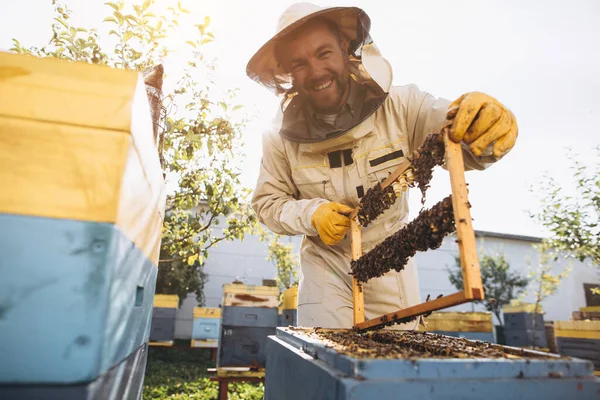 Beekeeping Queen Cell Larvae Queen Bees Male Beekeeper Apiary Queen — Stock Photo, Image