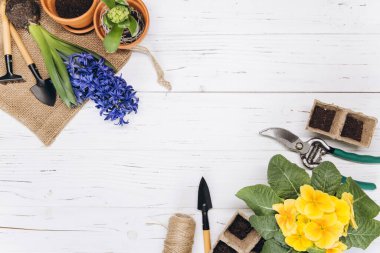 Bahçe geçmişi. Beyaz ahşap arka planda bahçe aletleri olan sümbül çiçekleri. Kopyalama alanı olan üst görünüm.