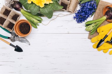 Bahçe geçmişi. Beyaz ahşap arka planda bahçe aletleri olan sümbül çiçekleri. Kopyalama alanı olan üst görünüm.
