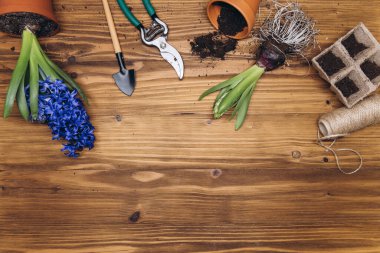 Ahşap arka planda bahçe aletleri ve çiçekler. Bahçe işleri hobileri.