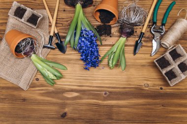 Ahşap arka planda bahçe aletleri ve çiçekler. Bahçe işleri hobileri.