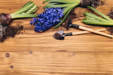 Sümbül çiçek, ampuller, yumrular, kürek ve toprak Bahçe arka plan bahar beyaz ahşap Bahçe masada
