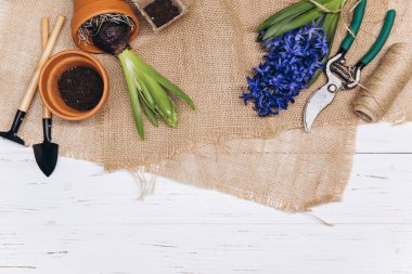 Bahçe aletleri ve çiçekler beyaz ahşap arka plan manzaralı. Bahçe işleri hobileri.