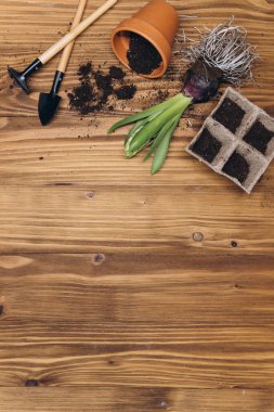 Sümbül çiçek, ampuller, yumrular, kürek ve toprak Bahçe arka plan bahar beyaz ahşap Bahçe masada