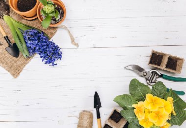 Bahçe geçmişi. Beyaz ahşap arka planda bahçe aletleri olan sümbül çiçekleri. Kopyalama alanı olan üst görünüm.