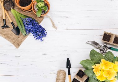 Bahçe aletleri ve çiçekler beyaz ahşap arka plan manzaralı. Bahçe işleri hobileri.