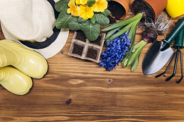 Bahçe geçmişi. Ağaç arka planında bahçe aletleri olan sümbül ve primula çiçekleri. Kopyalama alanı olan üst görünüm.