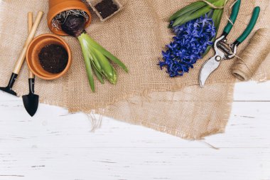 Bahçe aletleri ve çiçekler beyaz ahşap arka plan manzaralı. Bahçe işleri hobileri.