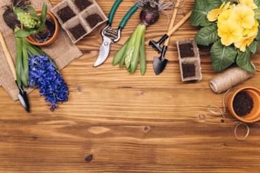 Bahçe geçmişi. Ağaç arka planında bahçe aletleri olan sümbül ve primula çiçekleri. Kopyalama alanı olan üst görünüm.