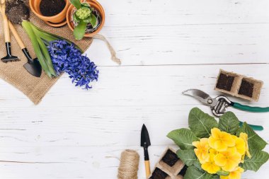 Bahçe geçmişi. Beyaz ahşap arka planda bahçe aletleri olan sümbül çiçekleri. Kopyalama alanı olan üst görünüm.