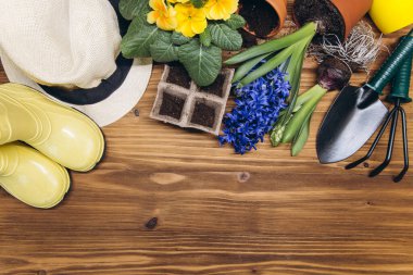 Bahçe geçmişi. Ağaç arka planında bahçe aletleri olan sümbül ve primula çiçekleri. Kopyalama alanı olan üst görünüm.