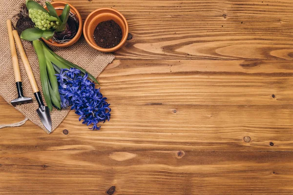木製の庭のテーブルの上にヒヤシンスの花 シャベルと土壌を持つ春の園芸の背景 — ストック写真