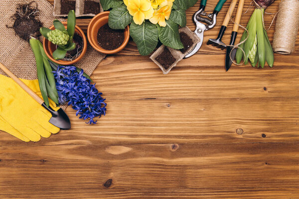 Gardening background. Hyacinth and primula flowers with garden tools on the wooden background. Top view with copy space.