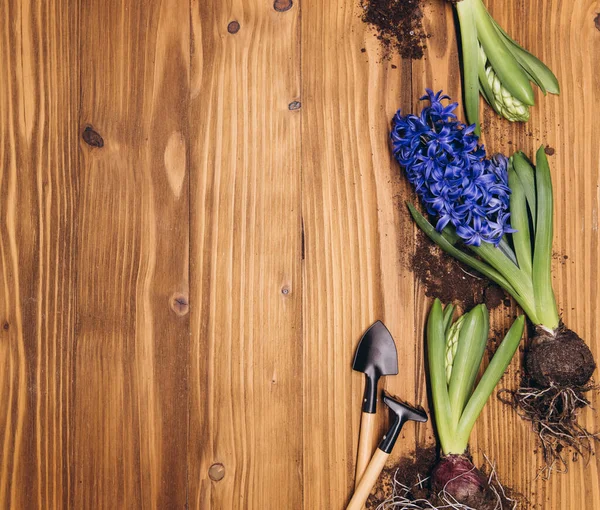 白い木製ガーデン テーブルに春のヒヤシンスの花 シャベルおよび土と園芸の背景 — ストック写真