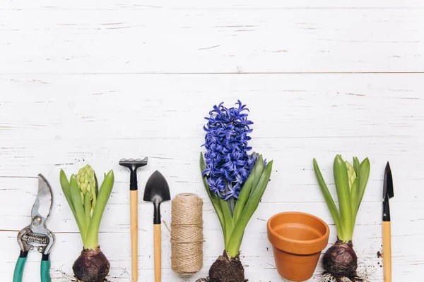 Gartengeräte Und Blumen Auf Weißem Holzhintergrund Von Oben Hobbygärtner Frühling — Stockfoto