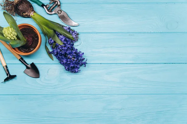 青い木製の背景の上のビューにガーデニングツールと花 ホーム春の園芸趣味 — ストック写真