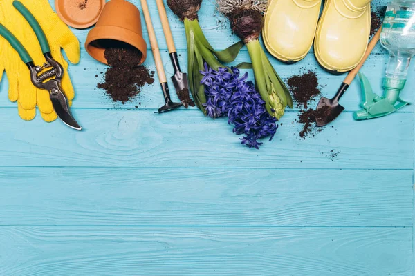 Gardening tools and flowers on blue wooden background top view. Home spring gardening hobbies.