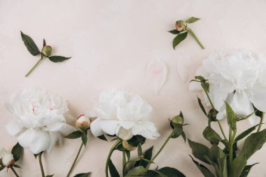 Pastel bej arka planda beyaz şakayıklar, üst manzara, düz yatış