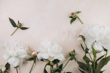 Pastel bej arka planda beyaz şakayıklar, üst manzara, düz yatış