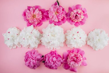 Beyaz ve pembe şakayıkların kompozisyonu, güzel çiçekli arka plan, moda, cazibe, düz yatak