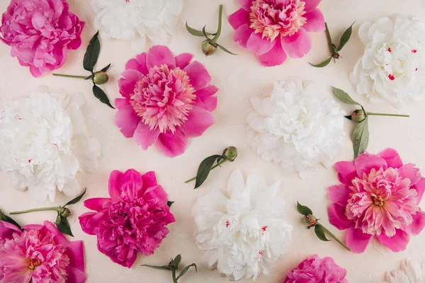 粉红和白色牡丹花的花纹 背景是油腻的 牡丹质感平躺在地上 俯瞰四周 — 图库照片