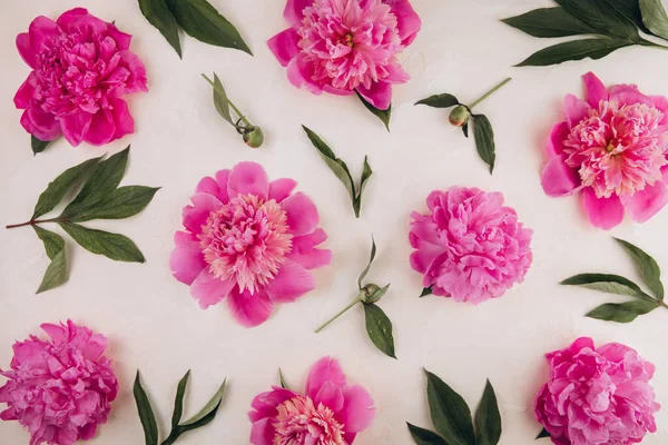 Μοτίβο Ροζ Παιώνιας Λουλούδια Παστέλ Φόντο Παιώνια Υφή Επίπεδο Lay — Φωτογραφία Αρχείου