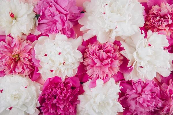 Σύνθεση Από Λευκές Και Ροζ Παιώνιες Όμορφο Φλοράλ Φόντο Μόδα — Φωτογραφία Αρχείου