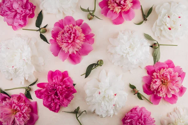 Pattern of pink and white peony flowers on pastel background. Peony texture. Flat lay, top view.