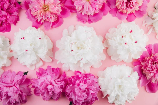 Σύνθεση Από Λευκές Και Ροζ Παιώνιες Όμορφο Φλοράλ Φόντο Μόδα — Φωτογραφία Αρχείου