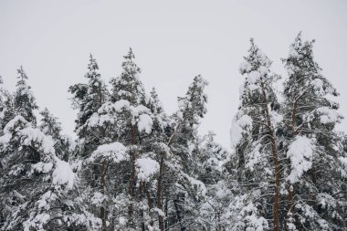Karda çam ağaçlarının manzarası