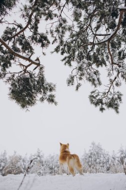 Akita inu köpeği kışın tadını çıkar.