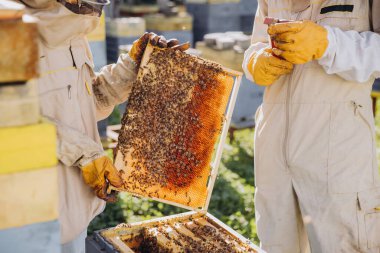 Bir çift arı yetiştiricisi, erkek ve kadın, arı kovanından arılarla çerçeveyi çıkarıyorlar.
