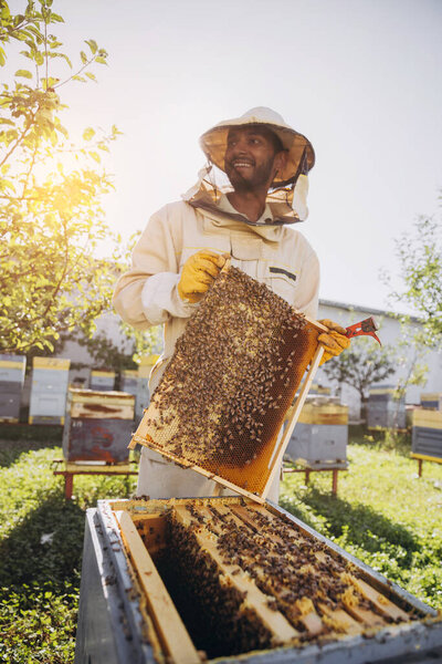 Happy Indian beekeeper takes out a frame with bees and honey from a beehive on a bee farm. The concept of beekeeping
