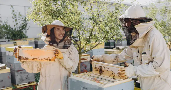 2人の養蜂家はハチミツでいっぱいのハニカムで働き 養蜂場で働く保護制服で木製のハニカムを手に入れています — ストック写真