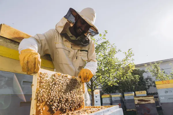 Szczęśliwy Indyjski Pszczelarz Wyciąga Ramę Pszczołami Miodem Ula Farmie Pszczół — Zdjęcie stockowe