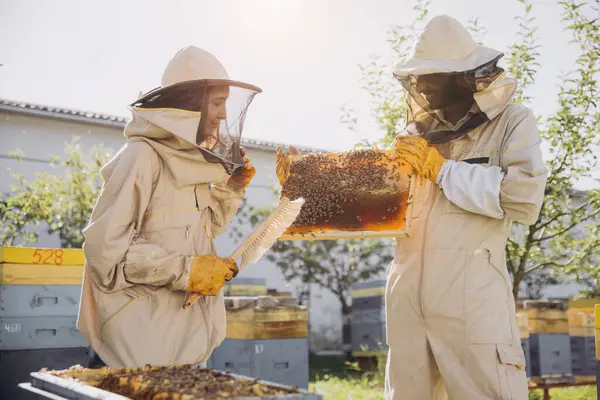 養蜂中の養蜂場近くの木枠で作業する養蜂家のカップル — ストック写真