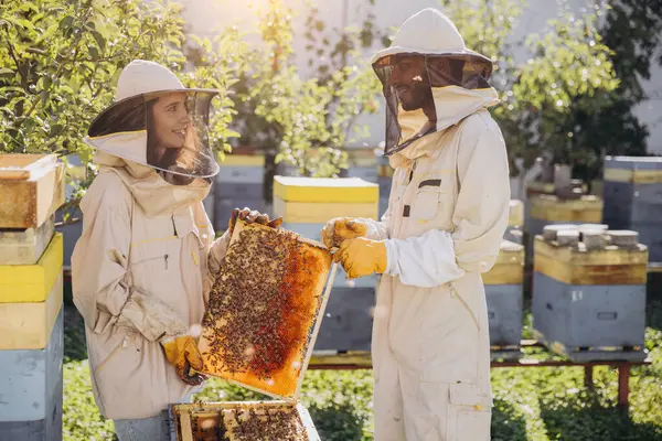 Bir Çift Arı Yetiştiricisi Erkek Kadın Arı Kovanından Arılarla Çerçeveyi — Stok fotoğraf
