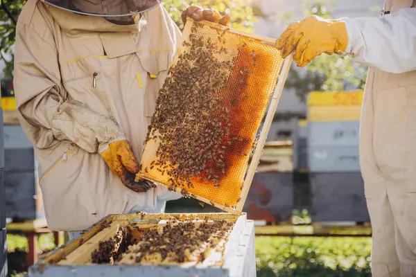 Два Пчеловода Вытаскивают Раму Пчелами Улья Пчелиной Ферме — стоковое фото