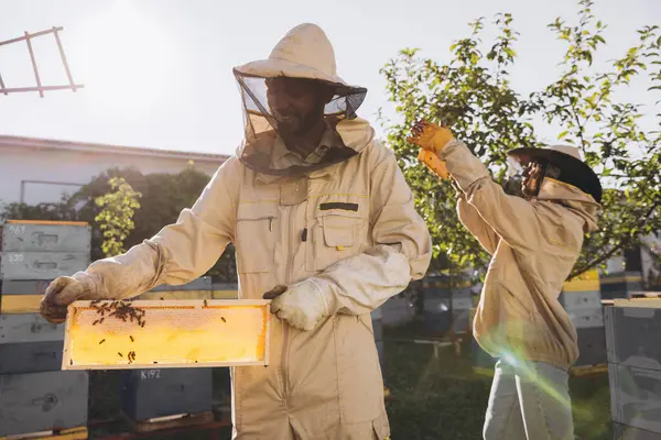 Δύο Μελισσοκόμοι Εργάζονται Κηρήθρα Γεμάτη Μέλισσες Προστατευτική Στολή Εργάζονται Μελισσοκομική — Φωτογραφία Αρχείου