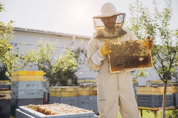 Happy Indian Beekeeper Takes Out Frame Bees Honey Beehive Bee — Stock Photo, Image