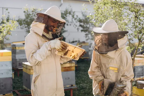 Ευτυχής Μελισσοκόμος Κρατώντας Καπνιστής Από Ινδό Μελισσοκόμος Εξέταση Πλαίσιο Κηρήθρα — Φωτογραφία Αρχείου