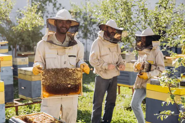 Beekeepers working to collect honey. Smiling beekeeper holding a wooden frame with honey and bees