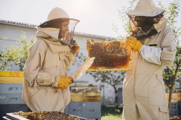 Kilku Pszczelarzy Pracuje Drewnianą Ramą Pobliżu Ula Pszczelarstwie — Zdjęcie stockowe