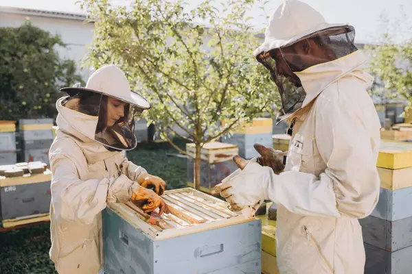 2人の養蜂家はミツバチでいっぱいのハニカムで働き 小さな養蜂場で働く保護制服で働いている — ストック写真